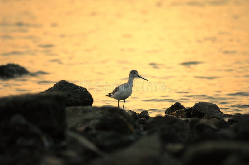 Birds and sun