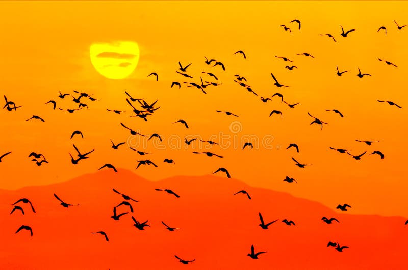 Birds and sun