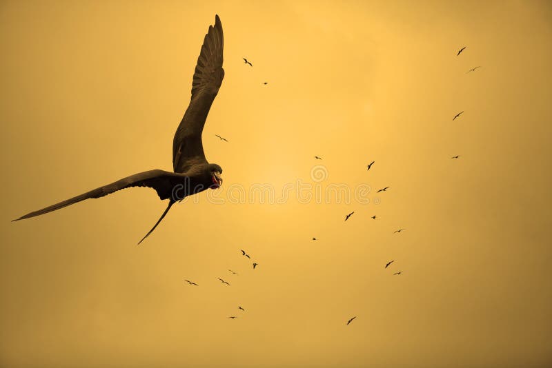 Birds in the sunset royalty free stock images