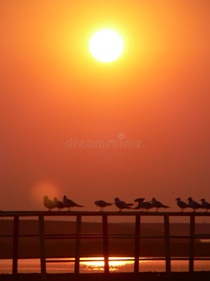 Birds on the sunset