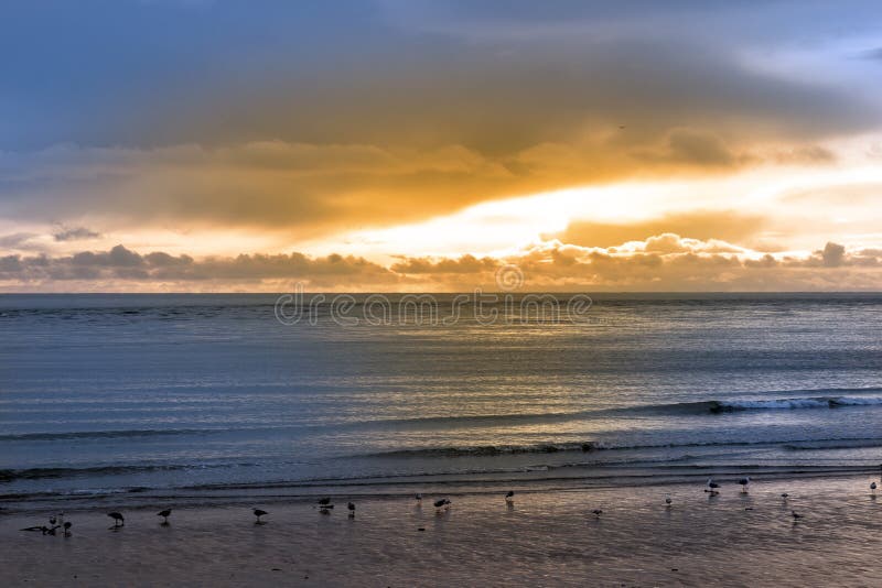 Birds on the sunset beach in Beal