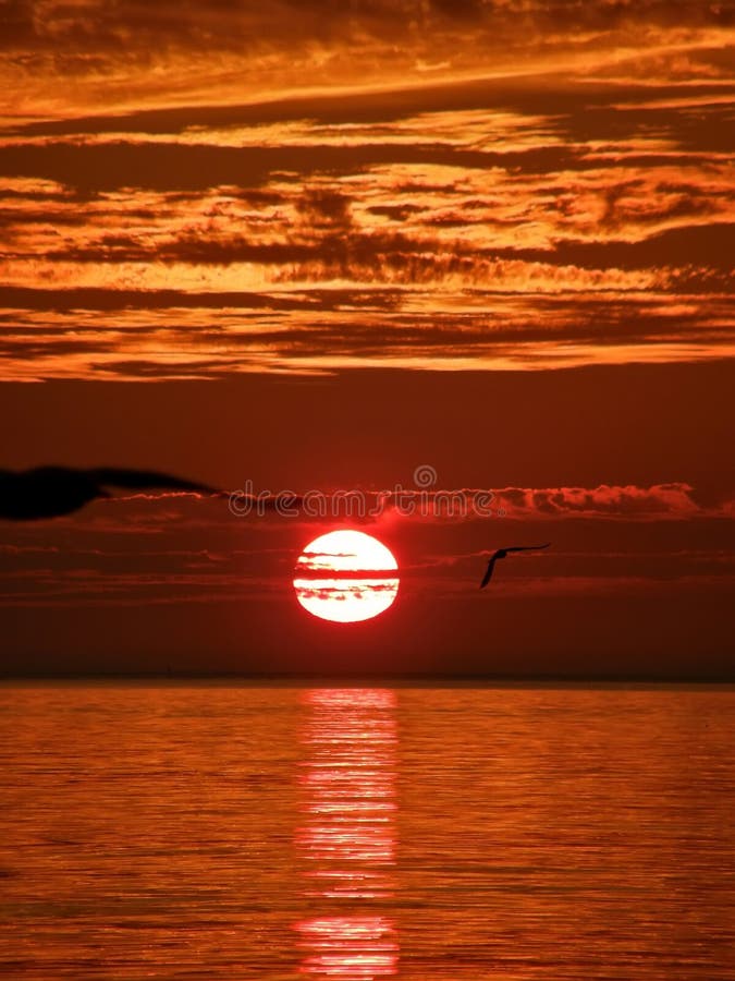 Seagulls flying by around wonderful yellow-orange sunset over the Adriatic sea. Croatia - Dalmatia. Vertical color photo. Serene beach atmosphere stock images, royalty-free photos and pictures