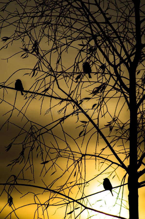 Birds at sunset.