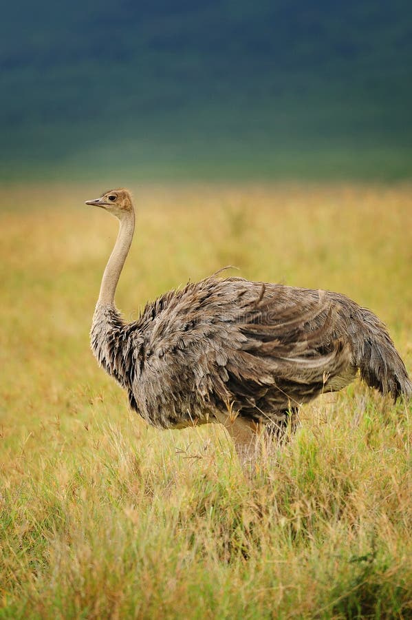 Birds of Tanzania stock photo. Image of tanzania, wild 34195274