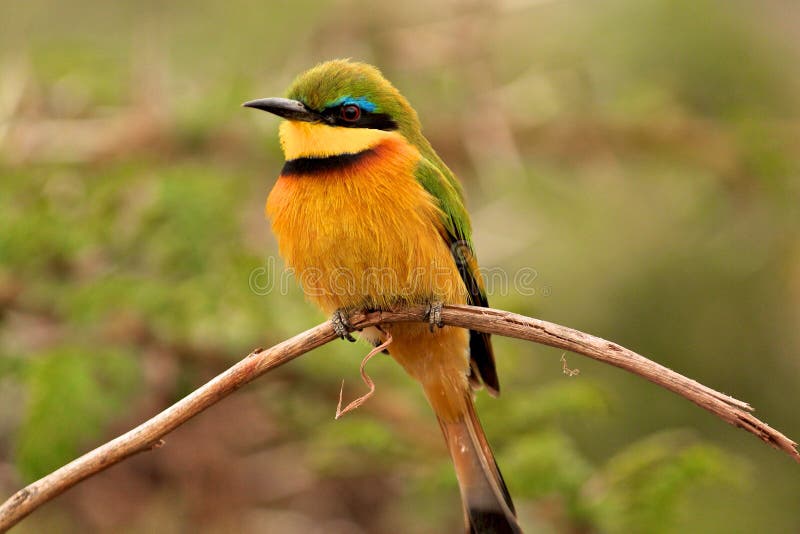 Birds Of Tanzania Stock Photo Image 34483770