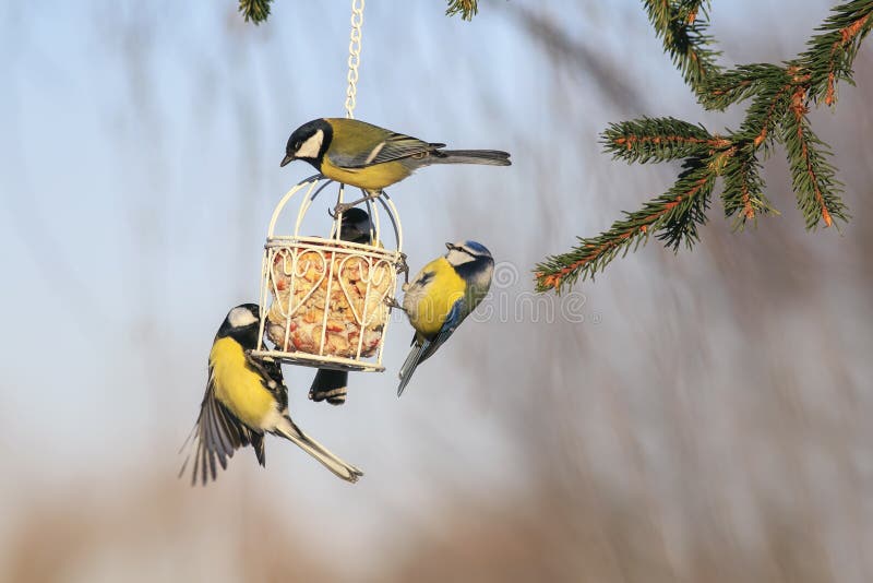 Flock of birds Tits flew to the feeder with nuts and seeds in the winter Christmas garden on the branches of a fir tree