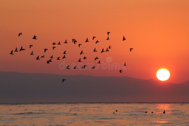 pic Early Morning Sunrise Images With Birds morning sunrise flying birds photos