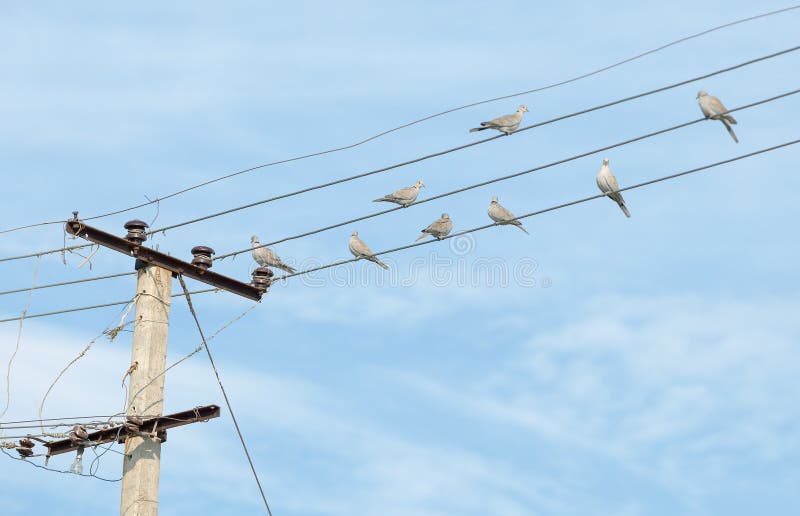 Birds - turtledove on electric wires