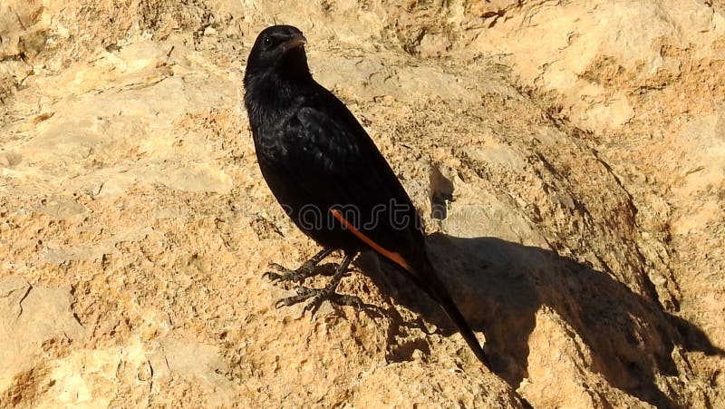 Birds who built their house in the bare stone Jewish desert. royalty free stock images Birds who built their house in the bare stone Jewish desert. royalty free stock images