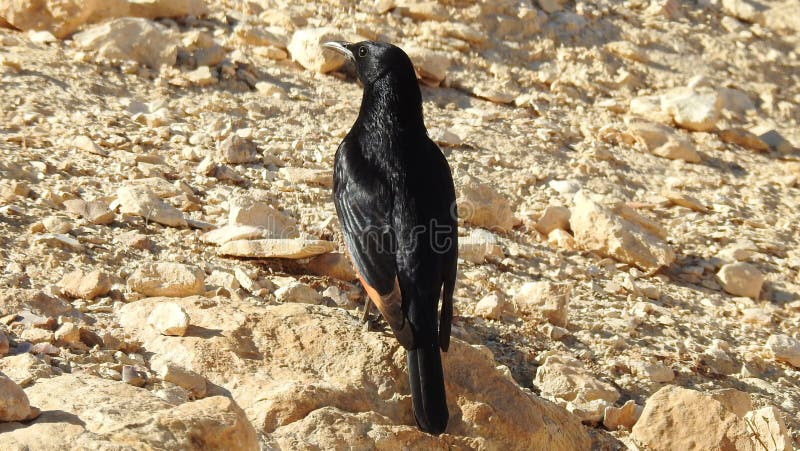 Birds who built their house in the bare stone Jewish desert. stock photos Birds who built their house in the bare stone Jewish desert. stock photos