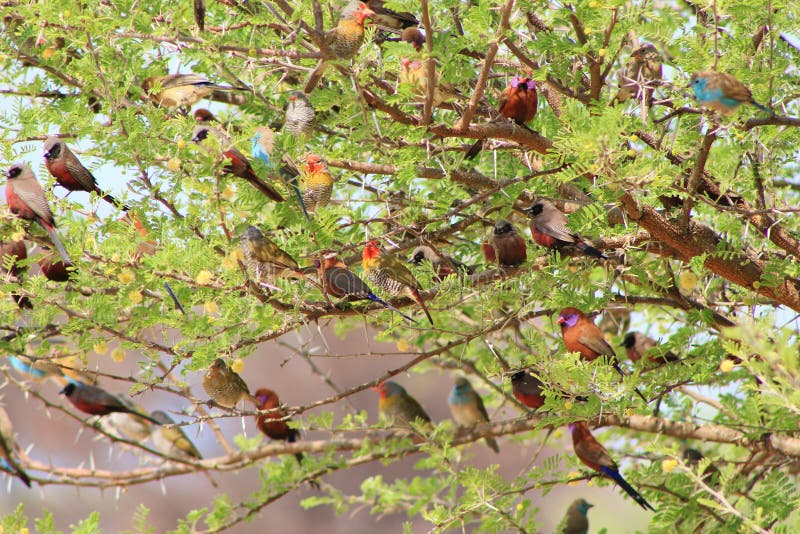 Birds, Wild - African Color in a Bush