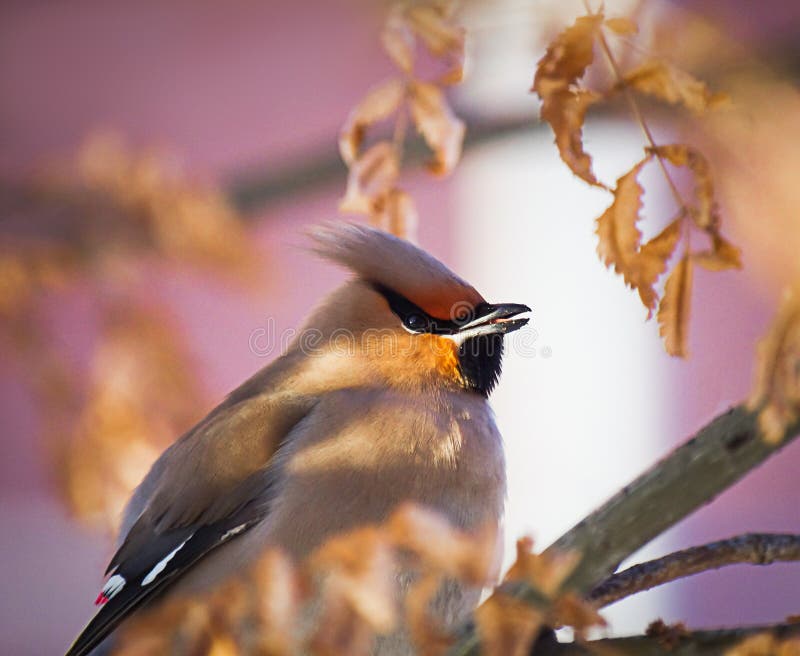 Birds of winter: colorful waxwing on a tree branch on a sunny winter day against blurred background royalty free stock photo Birds of winter: colorful waxwing on a tree branch on a sunny winter day against blurred background royalty free stock photo