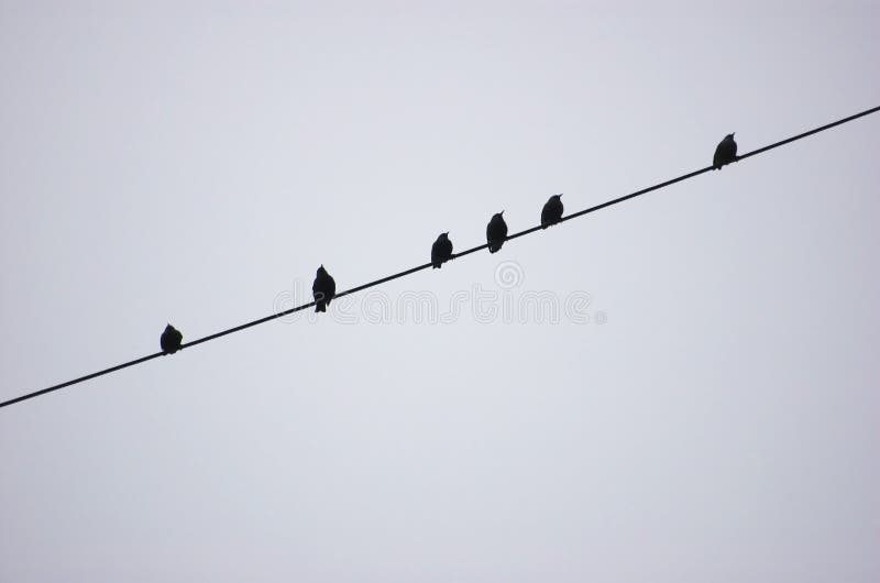 Birds on a wire