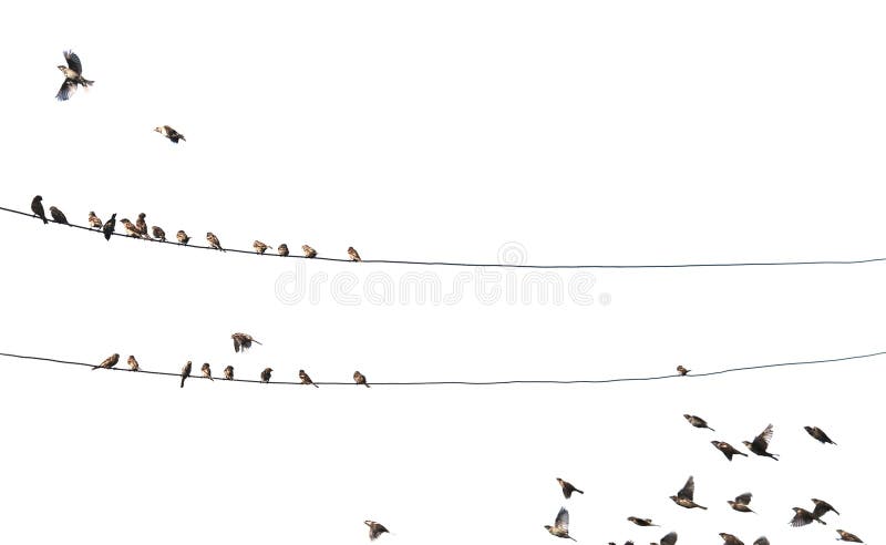 Vtáky na drôt izolované na bielom pozadí.