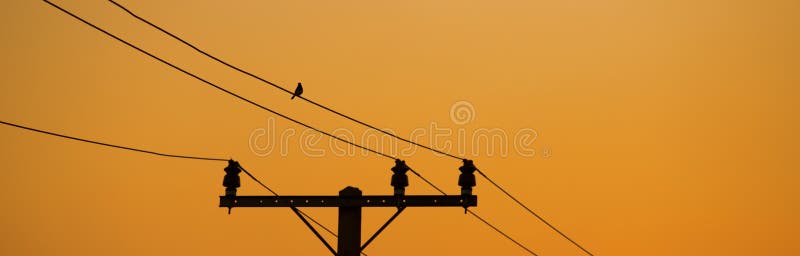 A birds on a wire at sunset