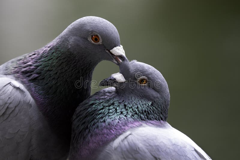 These 2 pigeons were clearly enjoying the spring as they cuddled and kissed in CKS Memorial Hall in Taipei, Taiwan. These 2 pigeons were clearly enjoying the spring as they cuddled and kissed in CKS Memorial Hall in Taipei, Taiwan