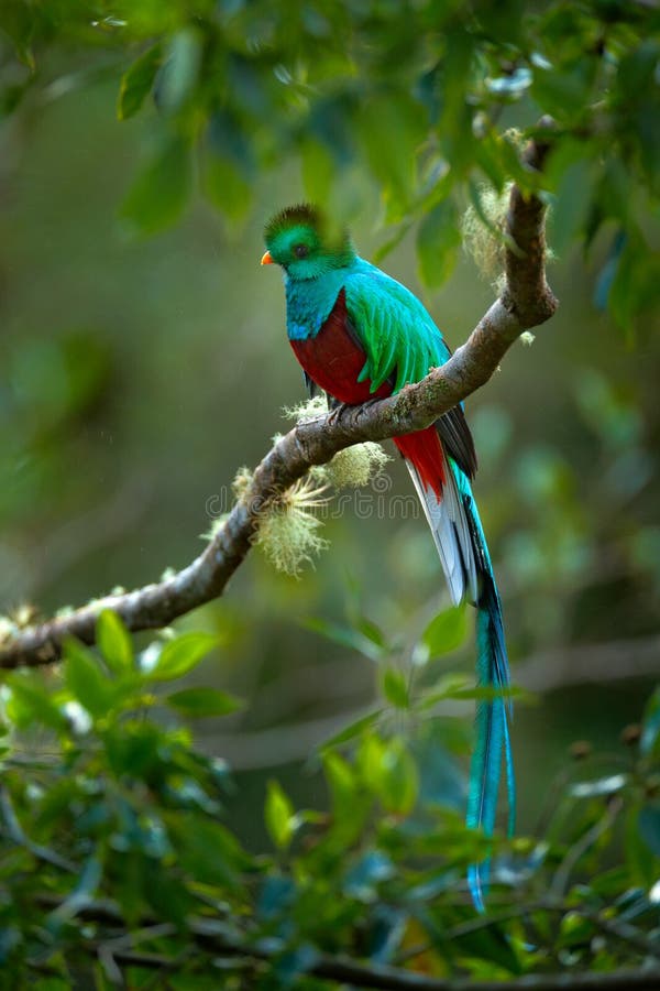 Birdwatching in America. Exotic bird with long tail. Resplendent Quetzal, Pharomachrus mocinno, magnificent sacred green bird from. Costa Rica royalty free stock photography Birdwatching in America. Exotic bird with long tail. Resplendent Quetzal, Pharomachrus mocinno, magnificent sacred green bird from. Costa Rica royalty free stock photography