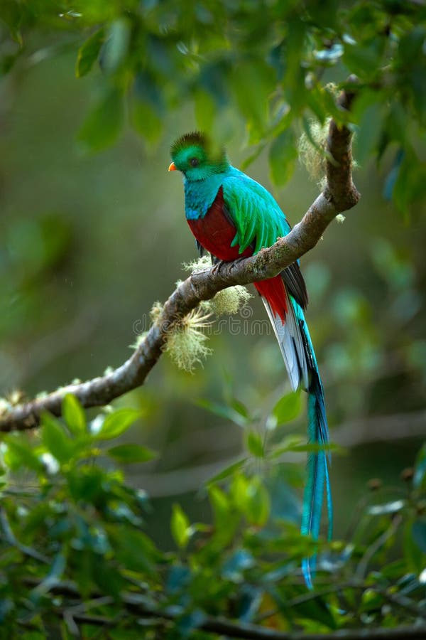 Birdwatching in Amerika Exotischer Vogel mit dem langen Schwanz Quetzal, Pharomachrus-mocinno, ausgezeichneter heiliger grüner Vo