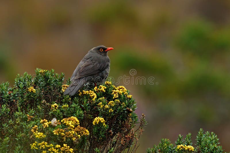 Birdwatching in Kolumbien, Südamerika Vogel von Kolumbien Seltener Vogel im Naturlebensraum Schwarzer Vogel mit roter Rechnung, L