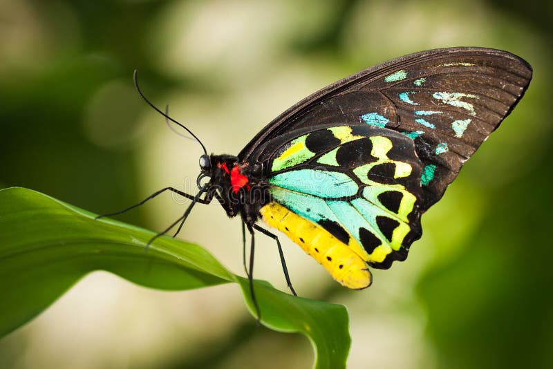Square Silk Scarf 31" Black w/ Green Birdwing Butterfly Pattern Ornithoptera NEW 