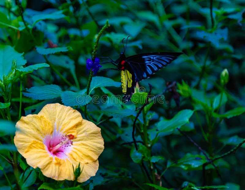 Birdwing-Schmetterling, der auf einem Blatt hockt lizenzfreie stockfotos Birdwing-Schmetterling, der auf einem Blatt hockt lizenzfreie stockfotos