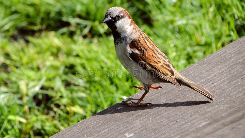 Birdy fotos de stock Birdy fotos de stock