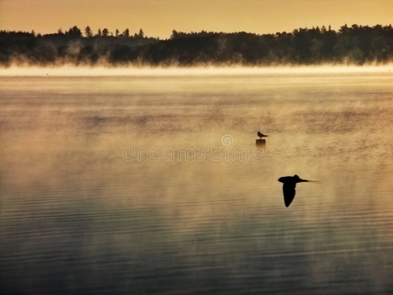 Birdy morning