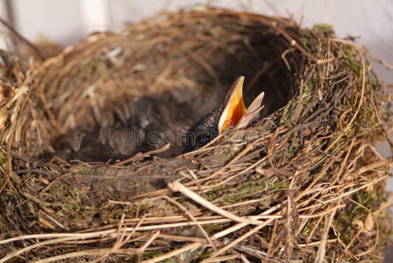 Bird´s nest