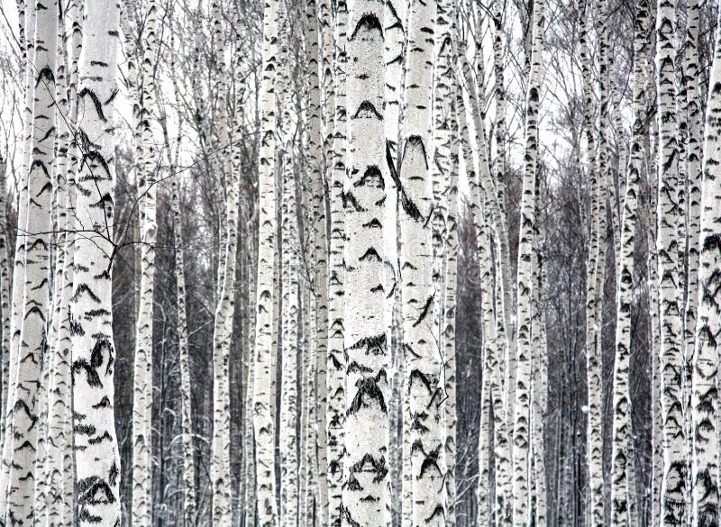 Birken Schwarzweiss stockfotografie Birken Schwarzweiss stockfotografie