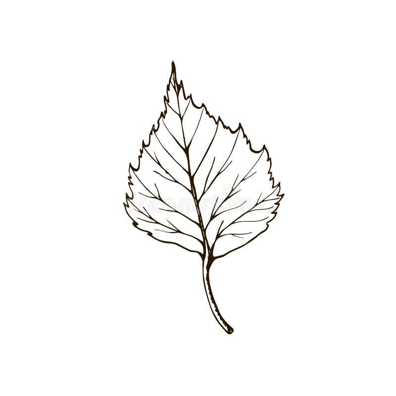 Baum Herbarium Vorlage Baum Herbarium Vorlage