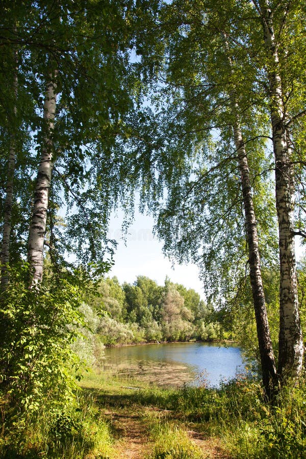 Birkenwald Und teich in Sibirien Im Sommer Stockbild Bild von baum