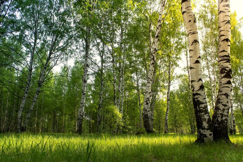 Birkenwaldungshintergrund Morgensonnenaufgang im Birke forestSummer Hintergrund lizenzfreie stockbilder Birkenwaldungshintergrund Morgensonnenaufgang im Birke forestSummer Hintergrund lizenzfreie stockbilder