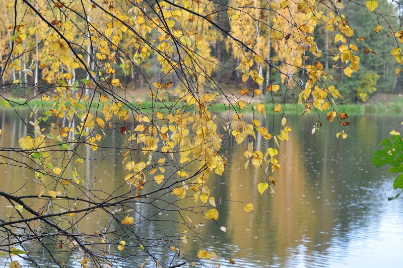 Birkenzweige mit gelben Blättern vor dem hintergrund des Flusses und des Herbstwaldes stockbilder Birkenzweige mit gelben Blättern vor dem hintergrund des Flusses und des Herbstwaldes stockbilder
