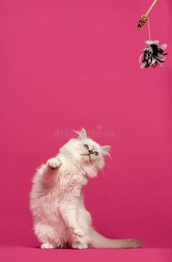 Birman Cat Playing, Looking At A Stick Toy Stock Image - Image of feather, purebred: 40413237