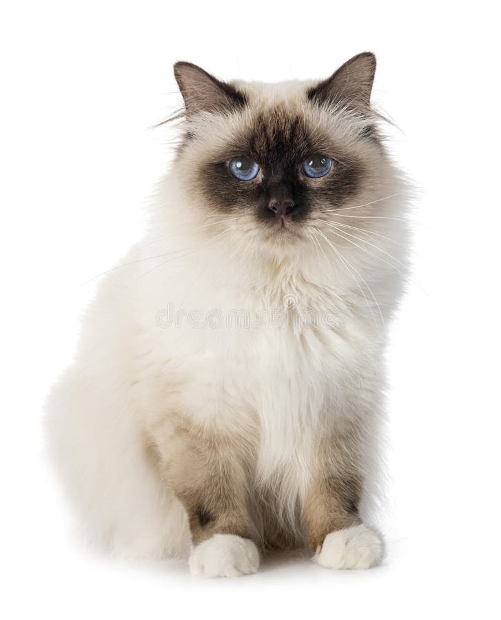 Birman cat in studio stock image. Image of domestic 181134823