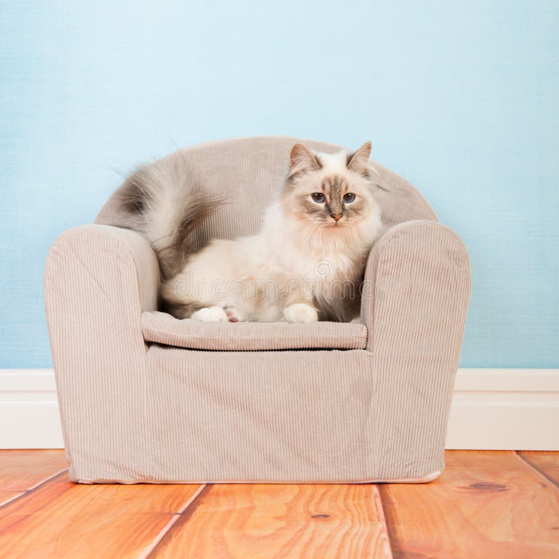Birman katt i stol arkivfoto Birman katt i stol arkivfoto