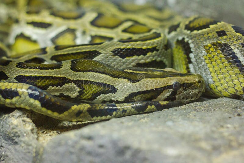 Birmanische Pythonschlange oben gekr?uselt auf dem Felsen stockbilder Birmanische Pythonschlange oben gekr?uselt auf dem Felsen stockbilder