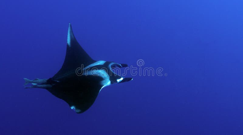 Birostris do Manta imagens de stock Birostris do Manta imagens de stock