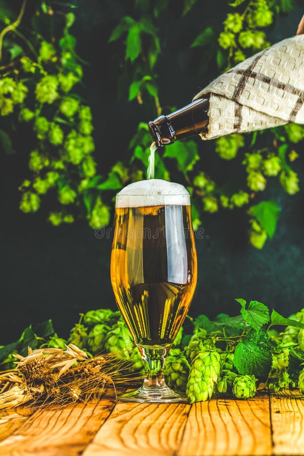 Birra versante in vetro Vita fissa con birra e luppolo in stile retroattivo fotografia stock Birra versante in vetro Vita fissa con birra e luppolo in stile retroattivo fotografia stock