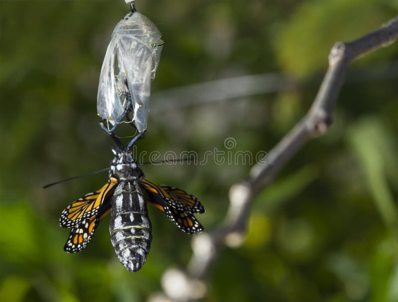 851 Butterfly Emerging Cocoon Stock Photos Free & RoyaltyFree Stock