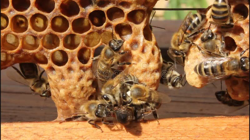 Birth of Queen Bees