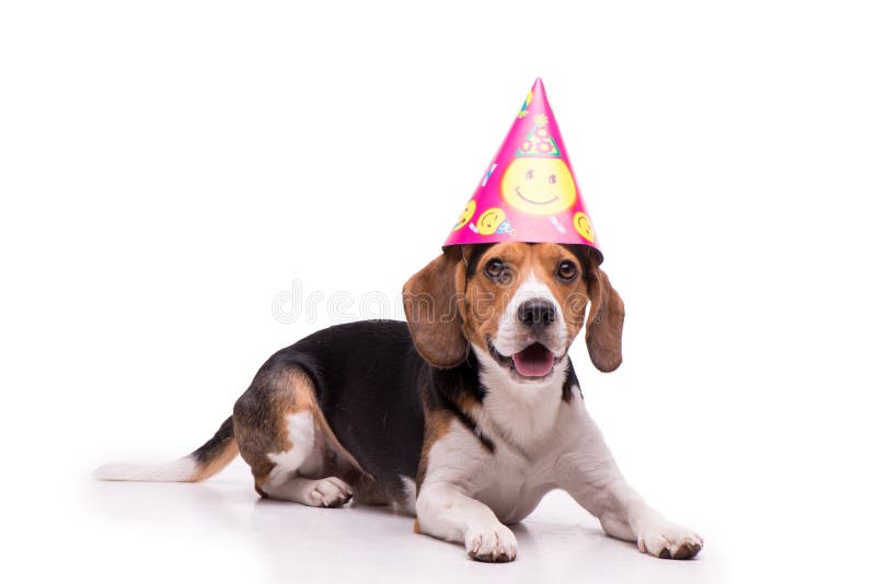 Birthday Beagle, isolated stock photo. Image of shot