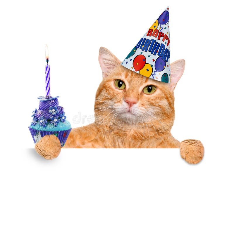 A Gray Fat Cat in the Cap Sits and Holds a Cake in Its Paws. Happy Birthday Stoc