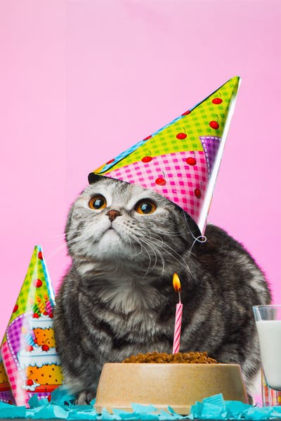 1,021 Birthday Cats Stock Photos - Free & Royalty-Free Stock Photos ...