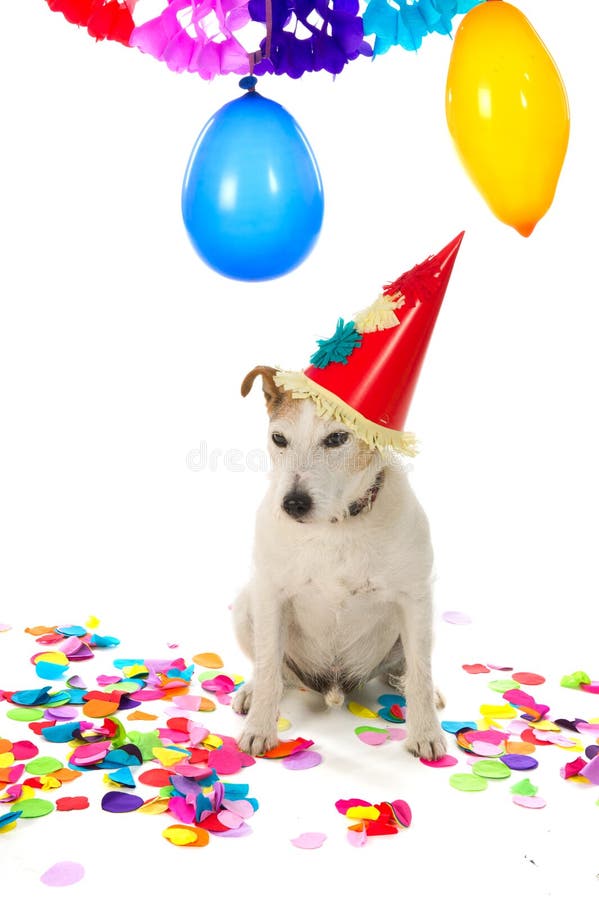 Cute Pug Puppy Dog with Party Hat Lying Down on Confetti, Sticking Out