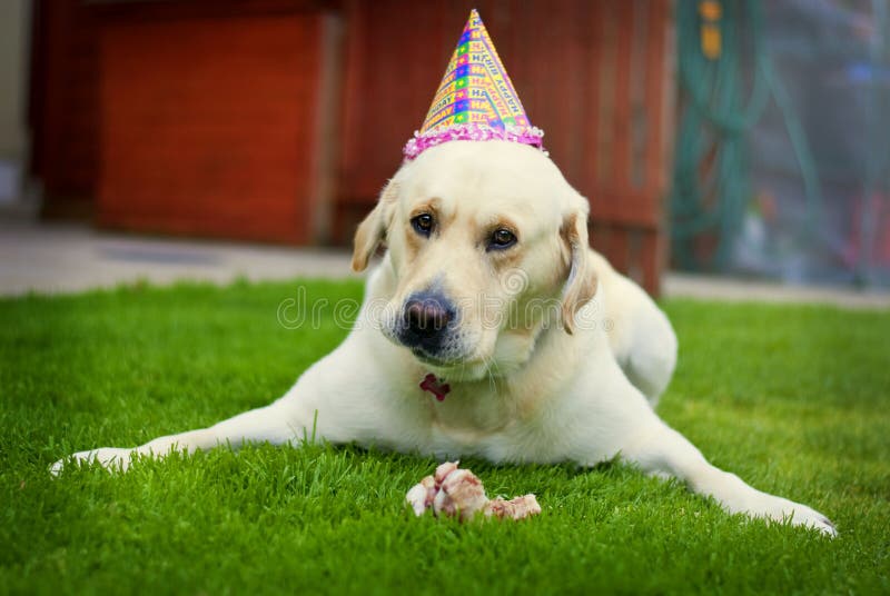 Birthday Dog