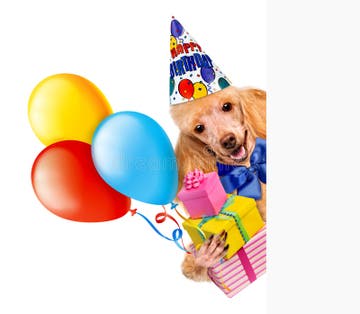 17,039 Birthday Dog Stock Photos - Free & Royalty-Free Stock Photos ...