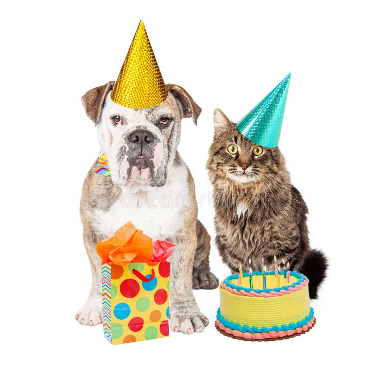 Birthday Party Cat And Dog Wearing Hats Stock Photo