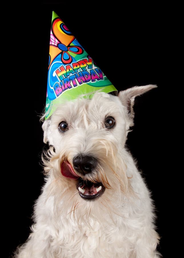 Birthday schnauzer stock image. Image of indoors, purebred 41253291
