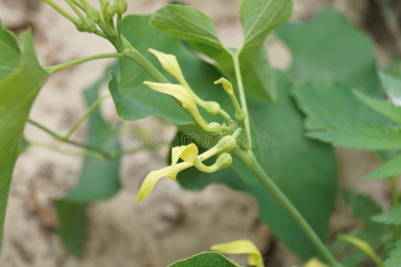 Birthwort, Aristolochia clematitis - The plant from the Letea forest, Tulcea, Romania